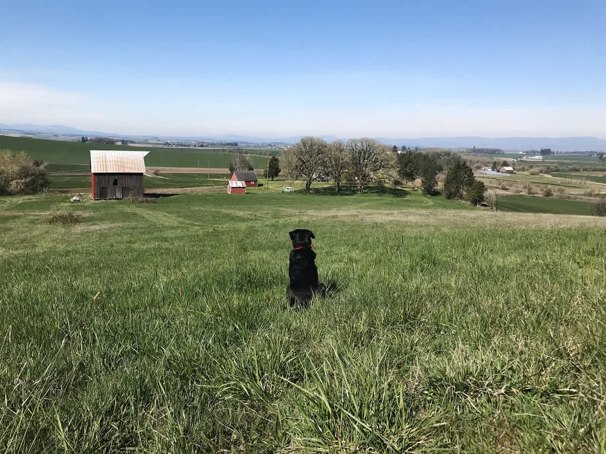 Pet Friendly Rentals